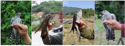 Variations of Hawk Mimicry Traits in the Four Sympatric Cuculus Cuckoos